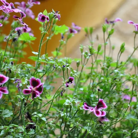 La Nuova Girgenti 4* Агридженто