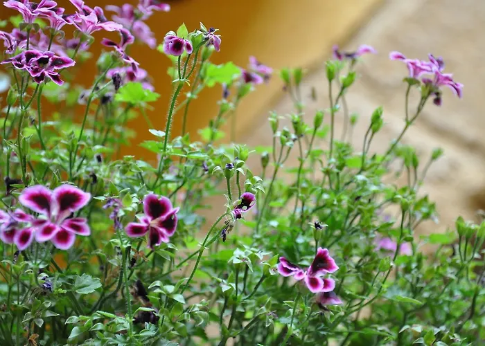 La Nuova Girgenti 4* Agrigento